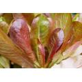 Rouge d' Hiver Oakleaf Lettuce - Lactuca sativa - French Heirloom Vegetable - 200 Seeds