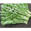 Endive - Catalogna Emerald - Cichorium endivia - Heirloom Vegetable - 100 Seeds