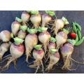 Rutabaga Laurentian - Swede - Brassica napus var. napobrassica - Heirloom Vegetable - 50 Seeds