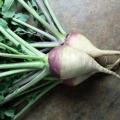 Rutabaga Laurentian - Swede - Brassica napus var. napobrassica - Heirloom Vegetable - 50 Seeds