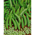 Little Marvel Heirloom Peas - Pisum Sativum - Vegetable - 5 Seeds
