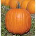 Jack O Lantern Pumpkin - Heirloom Vegetable - 10 Seeds
