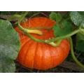 Jack O Lantern Pumpkin - Heirloom Vegetable - 10 Seeds
