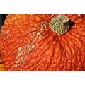 Red Warty Thing Pumpkin - Rare Vegetable - 3 Seeds