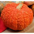 Red Warty Thing Pumpkin - Rare Vegetable - 3 Seeds