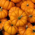 Wee B Little Pumpkin - Rare Heirloom Vegetable - 5 Seeds