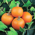 Wee B Little Pumpkin - Rare Heirloom Vegetable - 5 Seeds