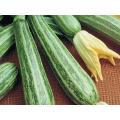 Cocozelle Squash - Italian Heirloom Squash /Zucchini Vegetable - 20 Seeds