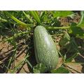 Gray Zucchini - Heirloom Squash /Zucchini Vegetable - 10 Seeds