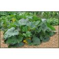 Black Beauty Zucchini Squash - Heirloom Squash / Zucchini Vegetable - 10 Seeds