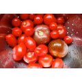 Wedding Favour Seeds - Mixed Tomato Seeds - 20 Packs of 50 Seeds