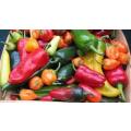 Wedding Favour Seeds - Mixed Chilli Seeds - Self Pack Option - 400 Seeds - 20 Guests x 20 Seeds