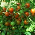 Riesentraube Grape Tomato - Cherry Tomato - Solanum lycopersicon - Heirloom Vegetable - 10 Seeds