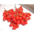 Riesentraube Grape Tomato - Cherry Tomato - Solanum lycopersicon - Heirloom Vegetable - 10 Seeds