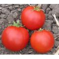 Wisconsin 55 Tomato - Solanum lycopersicon - Vegetable - 10 Seeds