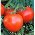 Wisconsin 55 Tomato - Solanum lycopersicon - Vegetable - 10 Seeds