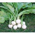 White Egg Turnip - Brassica napa napa - Heirloom Vegetable - 400 Seeds