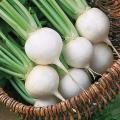 White Egg Turnip - Brassica napa napa - Heirloom Vegetable - 400 Seeds
