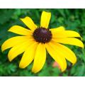 Black Eyed Susan - Rudbeckia - Annual Flower - 10 Seeds