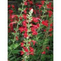 Red Sage - Salvia coccinea - Annual Flower - 100 Seeds