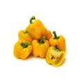 Ballito Sweet Golden Yellow Bell Pepper - Capsicum annuum - 10 Seeds