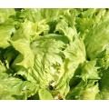 Blonde de Paris Batavian Crisphead Lettuce - Lactuca sativa - French Heirloom Vegetable - 200 Seeds