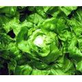 Butterhead Lettuce - Attraction - Lactuca sativa - Heirloom Vegetable - 250 Seeds