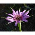 Purple Salsify - Oyster Plant - Heirloom Vegetable - 20 Seeds