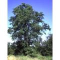 Catha edulis - Khat - Bushmans Tea - Indigenous Medicinal Tree - 10 Seeds