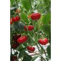 Pumpkin Chilli Pepper - Capsicum baccatum - 5 Seeds