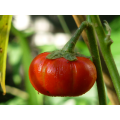Pumpkin Chilli Pepper - Capsicum baccatum - 5 Seeds