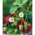 Elan F1 Strawberry - Fragaria - Easy to grow Container Strawberry - Fruit - 5 Seeds