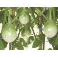 Thai Moon Round Eggplant - Solanum Melongena - 10 Seeds