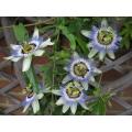 Blue Passion Flower - Ornamental Vine Fruit - Passiflora caerulea - 5 Seeds