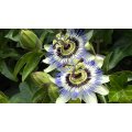 Blue Passion Flower - Ornamental Vine Fruit - Passiflora caerulea - 5 Seeds