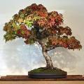 American Sweetgum - Tree / Bonsai Tree - Liquidambar styraciflua - 10 Seeds