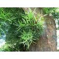 Podocarpus falcatus - Outeniqua Yellow wood - Indigenous South African Tree - 10 Seeds