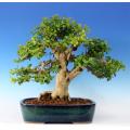 Common Boxwood Tree - Buxus sempervirens - Exotic Tree / Bonsai Tree - 5 Seeds