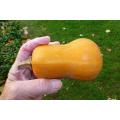 Honeynut - Mini Butternut Squash - 10 Seeds - The Patio Vegetable Collection