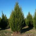 Eastern Red Cedar - Juniperus virginiana - Bonsai / Tree - 10 Seeds