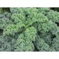 Vates Blue Curled Scotch Kale / Curly Kale - Brassica oleracea var. acephala - Vegetable - 100 Seeds