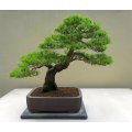 Japanese Red Pine - Pinus densiflora - Bonsai Tree - 10 Seeds