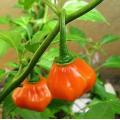 Jamaican Orange Scotch Bonnet - Capsicum Chinense - Chilli Pepper - 10 Seeds