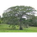 White Silk Cotton Tree - Kapok - Exotic Tree / Bonsai - Ceiba pentandra - 5 Seeds