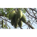 White Silk Cotton Tree - Kapok - Exotic Tree / Bonsai - Ceiba pentandra - 5 Seeds