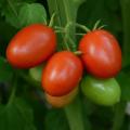 Little Napoli Hybrid Roma Type Cocktail Tomato - Container Hanging Basket Trailing Tomato - Lycop...