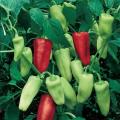 Pepperoncini Chilli Pepper - ORGANIC - Italian Heirloom Vegetable - 10 Seeds
