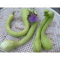 Trombetta di Albenga Squash - ORGANIC - Italian Heirloom Vegetable - 10 Seeds
