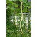 Trombetta di Albenga Squash - ORGANIC - Italian Heirloom Vegetable - 10 Seeds