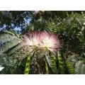 Persian Silk Tree - Albizia julibrissin - Exotic Bonsai Tree / Shrub - 5 Seeds